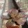 Adromischus trigynus cv. Largo