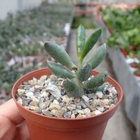 Adromischus sp. n. CR 1265