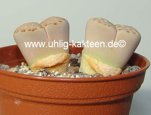 Lithops julii ssp. fulleri v. fulleri C 121