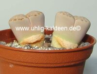 Lithops julii ssp. fulleri v. fulleri C 121