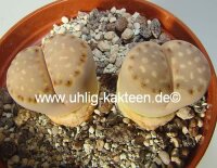 Lithops julii ssp. fulleri v. fulleri C 121