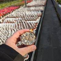 Lithops hallii v. hallii C 176