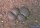Lithops villetii ssp. kennedyi C 228