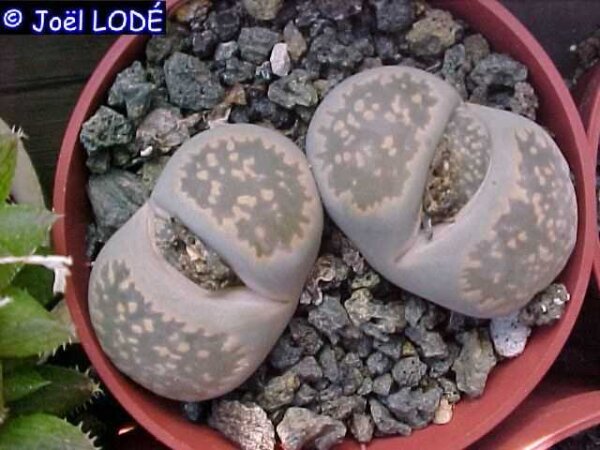 Lithops salicola C 353
