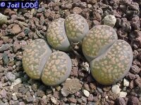 Lithops salicola C 353