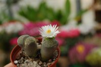 Lithops salicola C 353