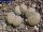 Lithops salicola C 353