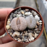 Lithops gracilidelineata ssp. gracilidelineata v....