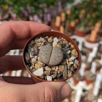 Lithops gracilidelineata ssp. brandbergensis C 394
