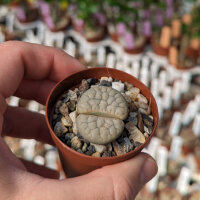 Lithops gracilidelineata ssp. brandbergensis C 394