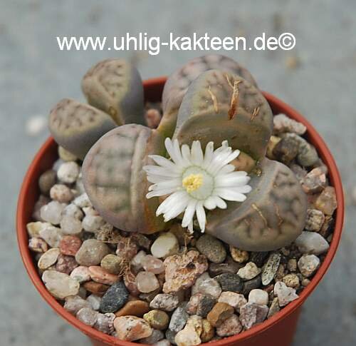 Lithops karasmontana ssp. eberlanzii C 401