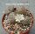 Lithops karasmontana ssp. eberlanzii C 402