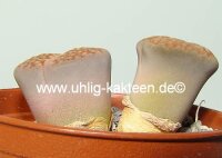 Lithops hallii SH 1353