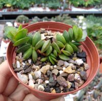 Adromischus subdistichus