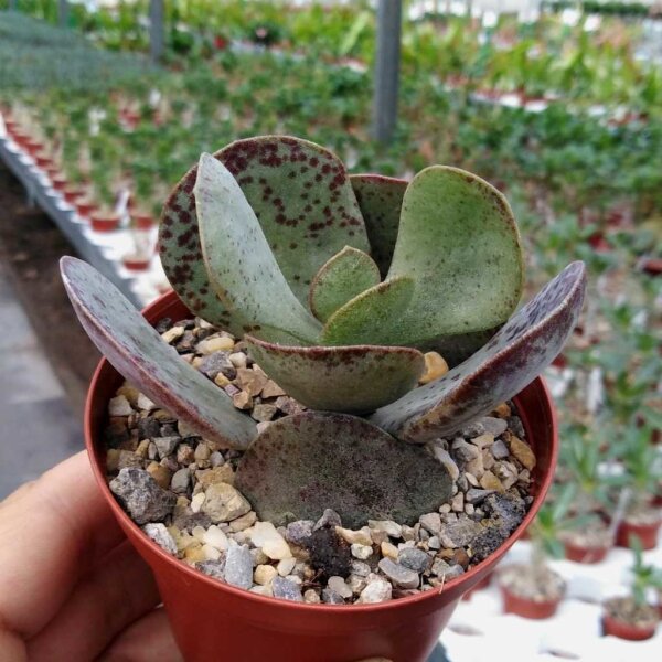 Adromischus trigynus cv. Kitching CR 1499-769