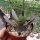 Adromischus trigynus cv. Kitching CR 1499-769