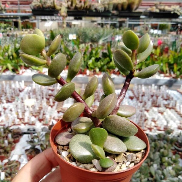 Adromischus montium-klinghardtii Aurus Mnts