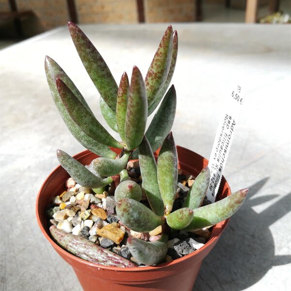Adromischus filicaulis ssp. filicaulis RL 412-59