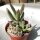 Adromischus filicaulis ssp. filicaulis RL 412-59