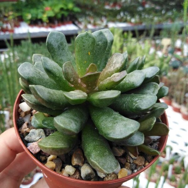 Adromischus trigynus cv. Kitching CR 1499-767