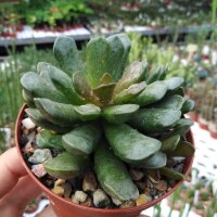 Adromischus trigynus cv. Kitching CR 1499-767