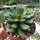 Adromischus trigynus cv. Kitching CR 1499-767