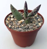 Adromischus filicaulis ssp. filicaulis