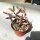 Adromischus filicaulis ssp. filicaulis