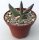 Adromischus filicaulis ssp. filicaulis