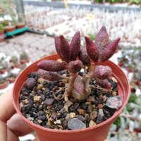 Adromischus schuldtianus ssp. juttae