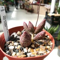 Adromischus schuldtianus ssp. juttae