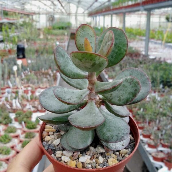 Adromischus caryophyllaceus cv. Grandiflorus
