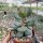 Adromischus caryophyllaceus cv. Grandiflorus