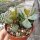 Adromischus caryophyllaceus cv. Grandiflorus