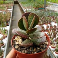 Adromischus marianiae cv. Blosianus