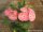 Euphorbia milii Grandiflora-Thai-Hybr. Phoy Champhoo