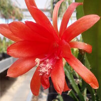 Epiphyllum-Hybr. Prof. Michel Combernoux