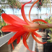 Epiphyllum-Hybr. Prof. Michel Combernoux