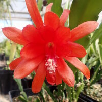 Epiphyllum-Hybr. Prof. Michel Combernoux