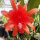 Epiphyllum-Hybr. Prof. Michel Combernoux
