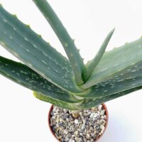 Aloe rubroviolacea