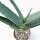Aloe rubroviolacea