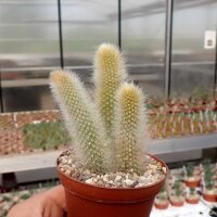 Hildewintera colademononis WK 950