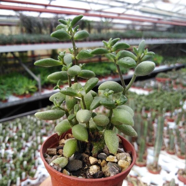 Adromischus hemisphaericus cv. Limette