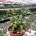 Adromischus hemisphaericus cv. Limette