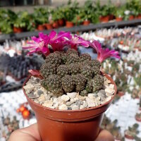 Sulcorebutia taratensis fa. I KK 802