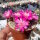 Sulcorebutia taratensis fa. I KK 802