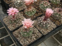 Gymnocalycium ferrarii