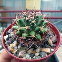 Mammillaria heyderi v. meiacantha SB 118