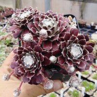 Sempervivum arachnoideum Montanum  Rubrum (dw)